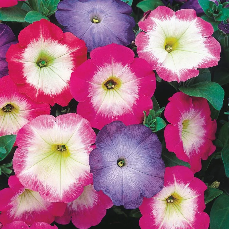 Petunia Morn Mix