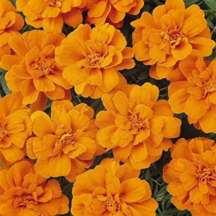 French Marigold Orange