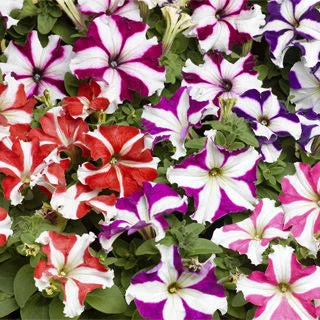 Petunia Star Mix Desi