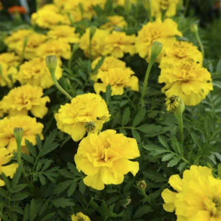 French Marigold Yellow