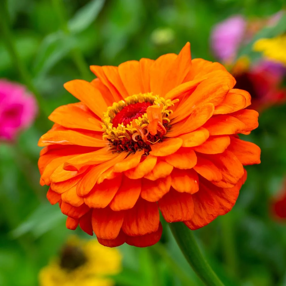 Zinnia Orange