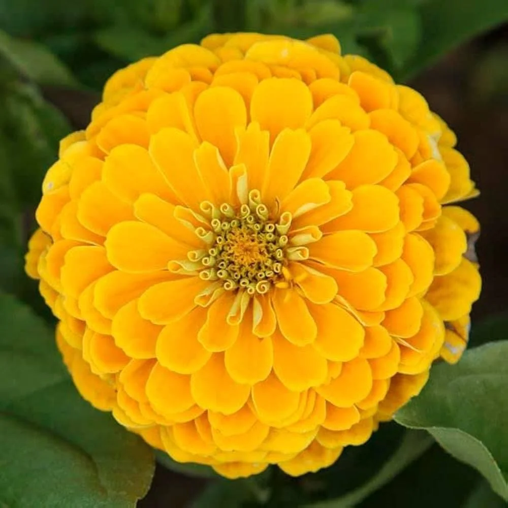 Zinnia Yellow
