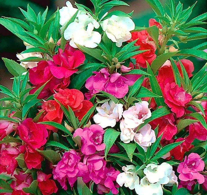 Balsom Camelia Mix