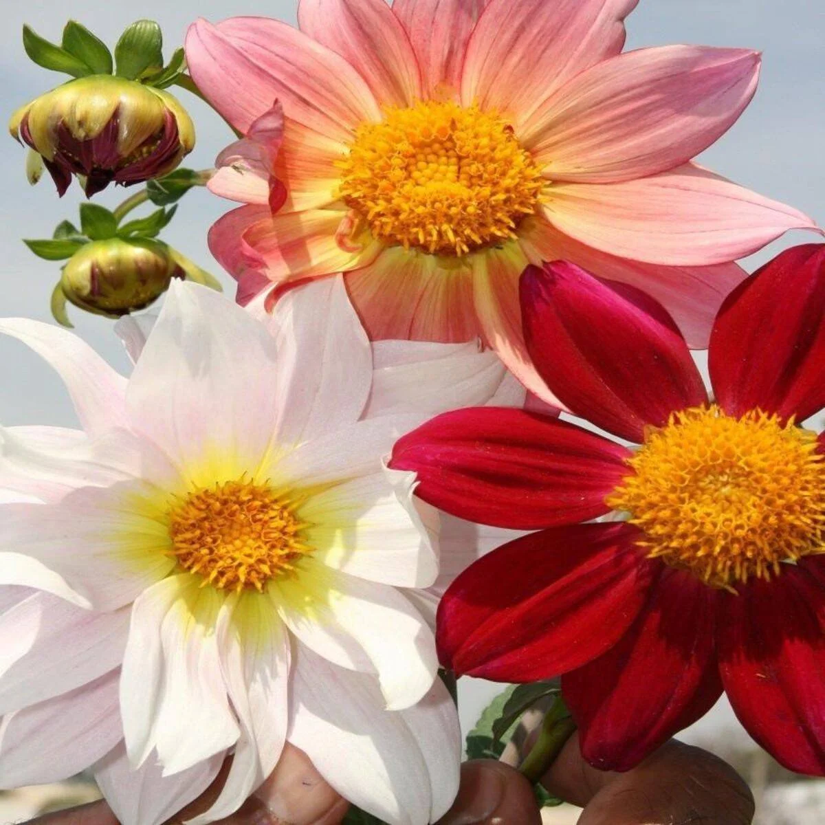 Dahlia Beauty Mix