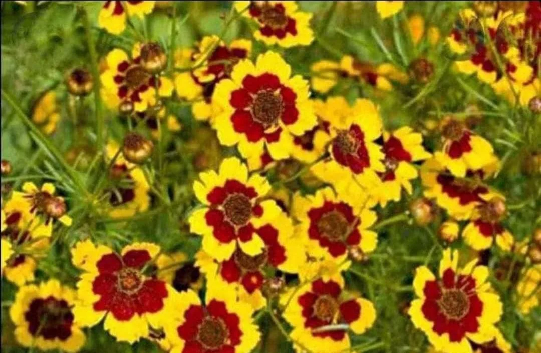 Coreopsis