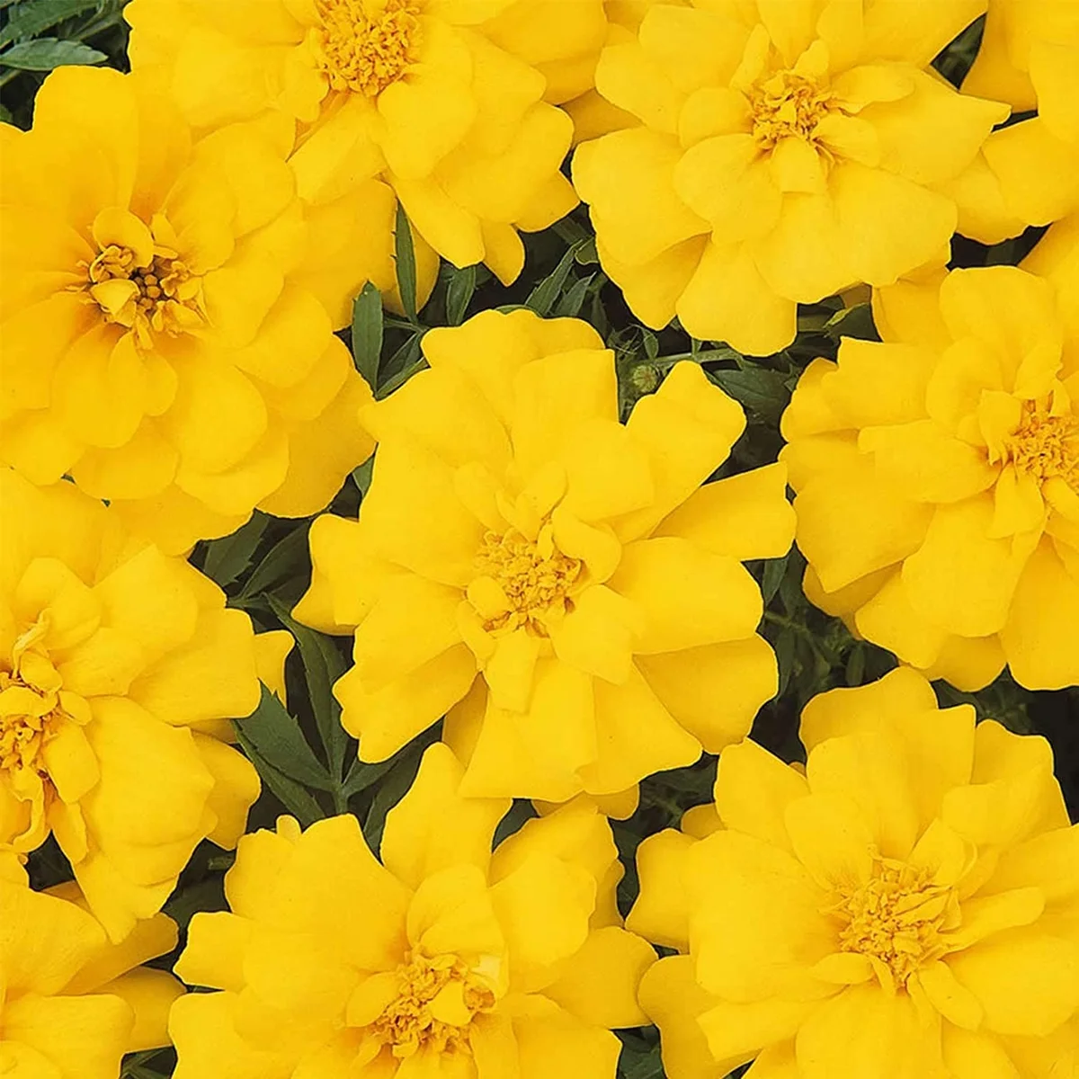 French Marigold Yellow