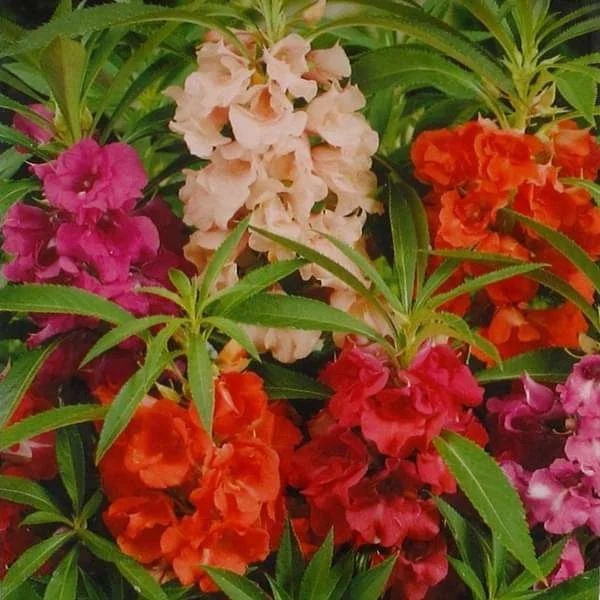 Balsom Camelia Mix