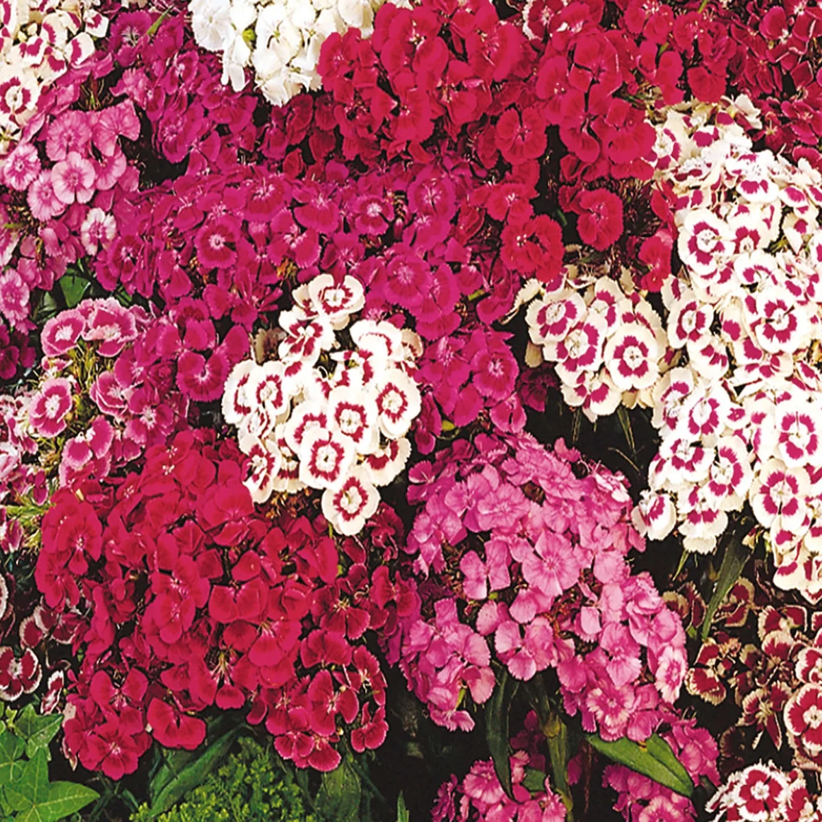 Sweet William Mix