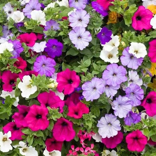 Petunia Single Mix