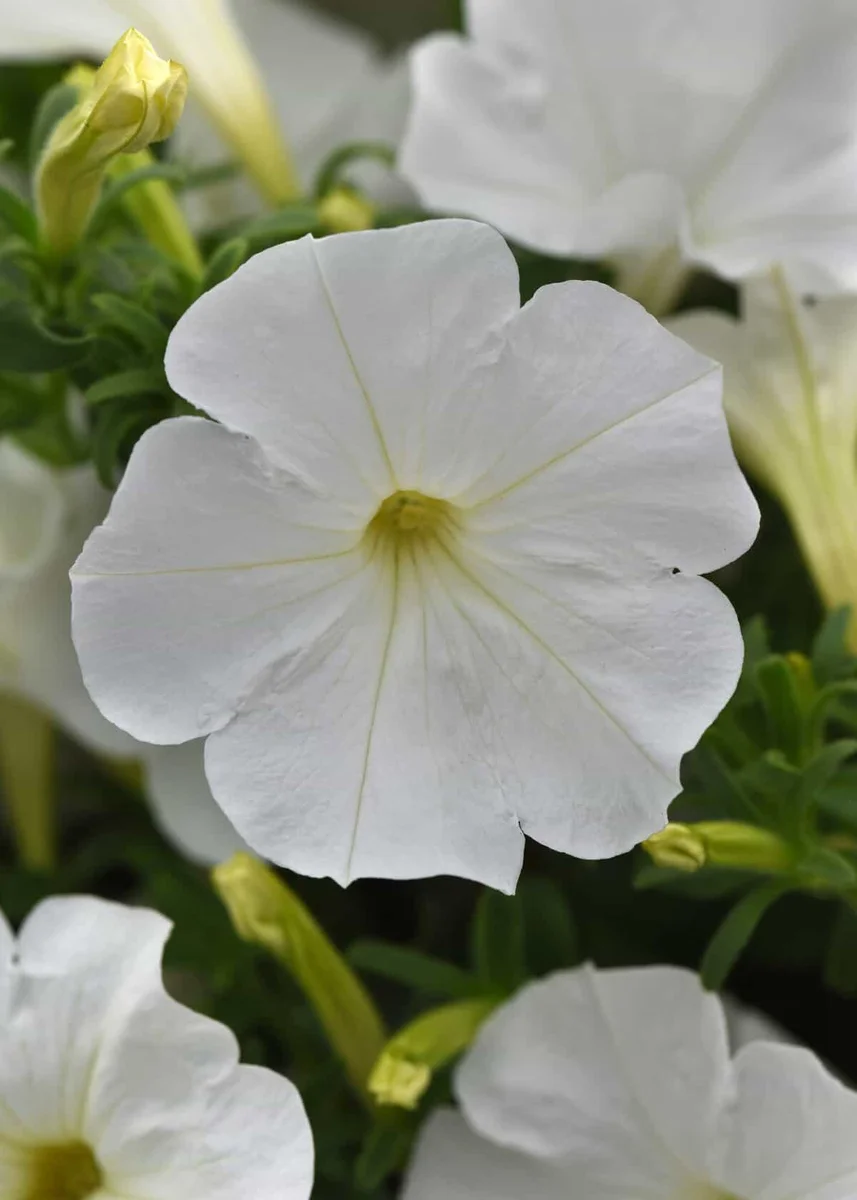 Petunia White