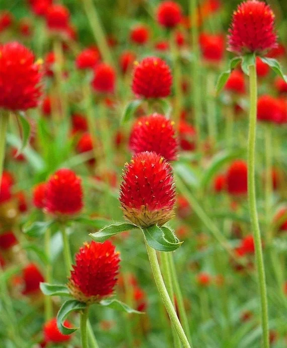 Gomphrena Straberry Fields