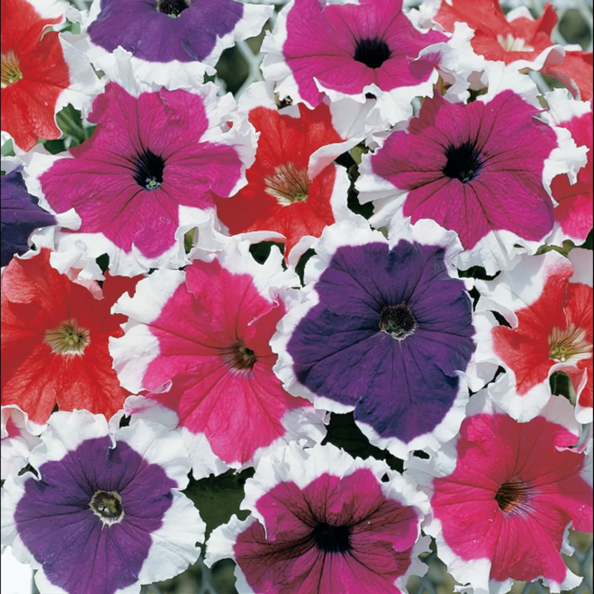Petunia Hulahoop Mix