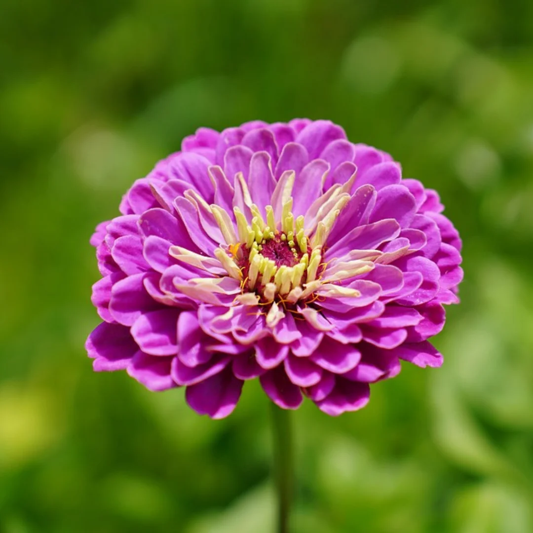 Zinnia Illumination Deep Rose