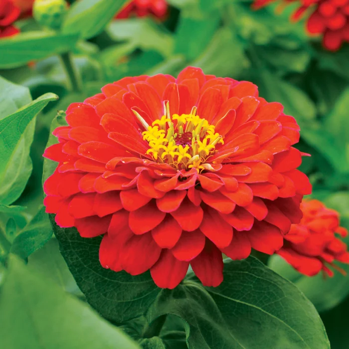 Zinnia Scarlet Flame