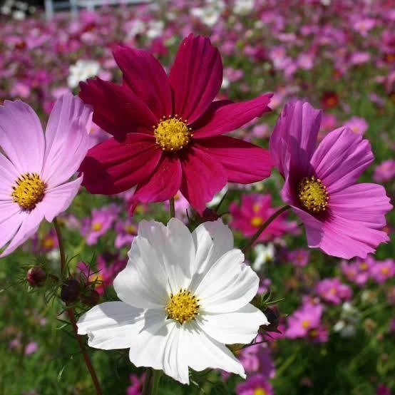 Cosmos Sensation Mix