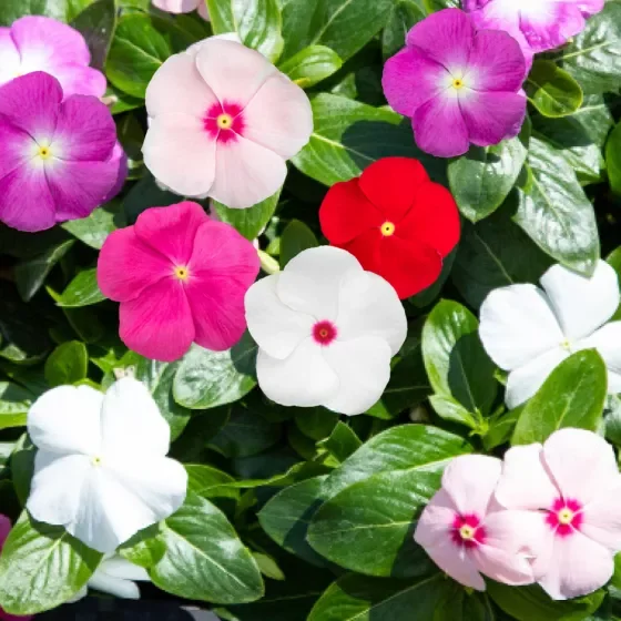 Vinca Sunstorm Mix