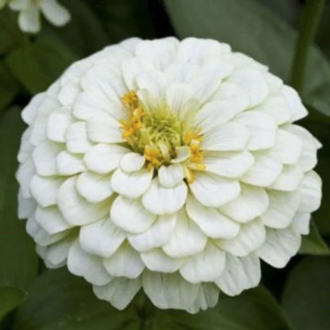 Zinnia White