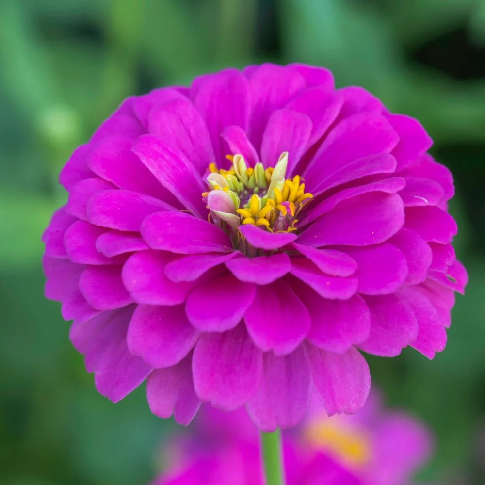 Zinnia Purple