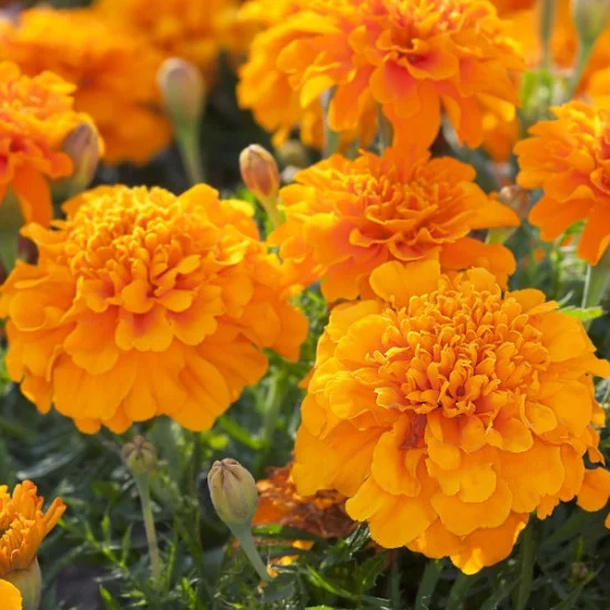 French Marigold Orange