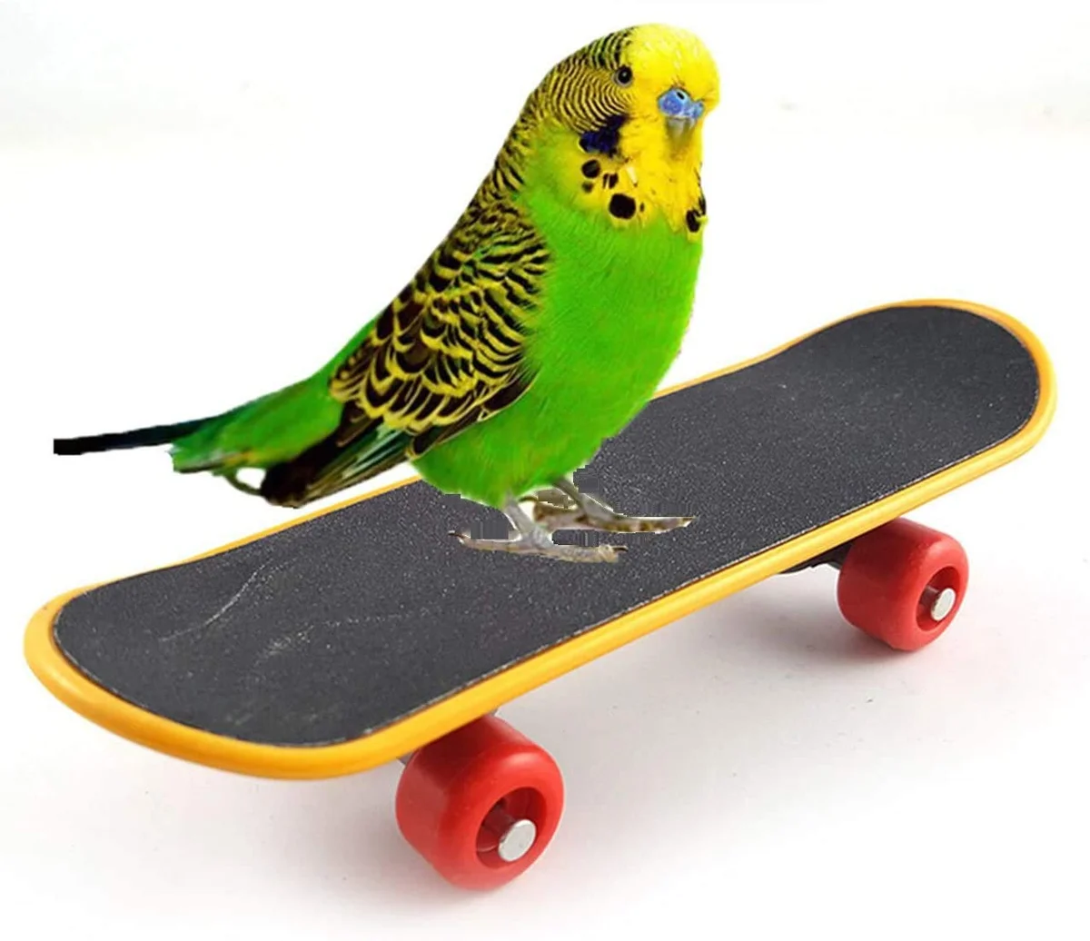 Bird Mini Skateboard Toy
