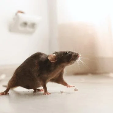 Rodent & Rat Management Service