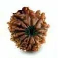 12 Mukhi Rudraksha — Surya
