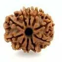 10 Mukhi Rudraksha — Vishnu