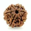 6 Mukhi Rudraksha — Kartikeya