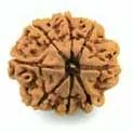 8 Mukhi Rudraksha — Ganesha