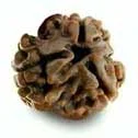 3 Mukhi Rudraksha — Agni
