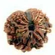 14 Mukhi Rudraksha — Deva Mani