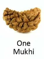 1 Mukhi Rudraksha — Rare
