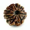 9 Mukhi Rudraksha — Durga