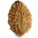 2 Mukhi Rudraksha — Ardhanarishwara