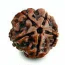 5 Mukhi Rudraksha — Nepali Collector
