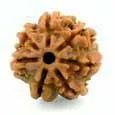 7 Mukhi Rudraksha — Mahalakshmi
