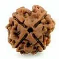 4 Mukhi Rudraksha — Brahma