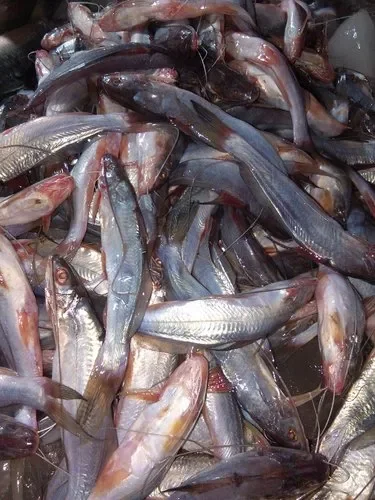 Gulaia Fish