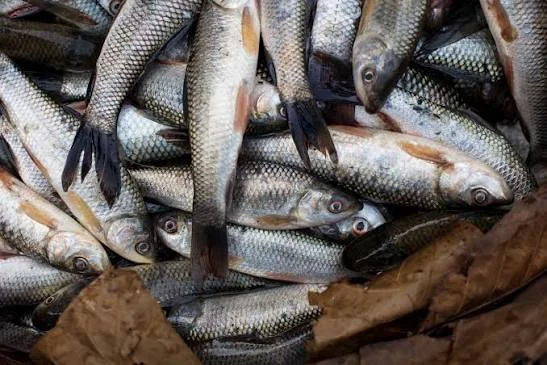 Ruhi Fish Small ( রুই এর পনা )