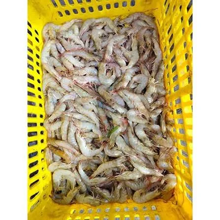 Icha Fish ( Local)