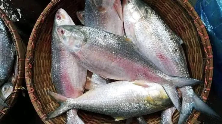 Padma Ilish Whole