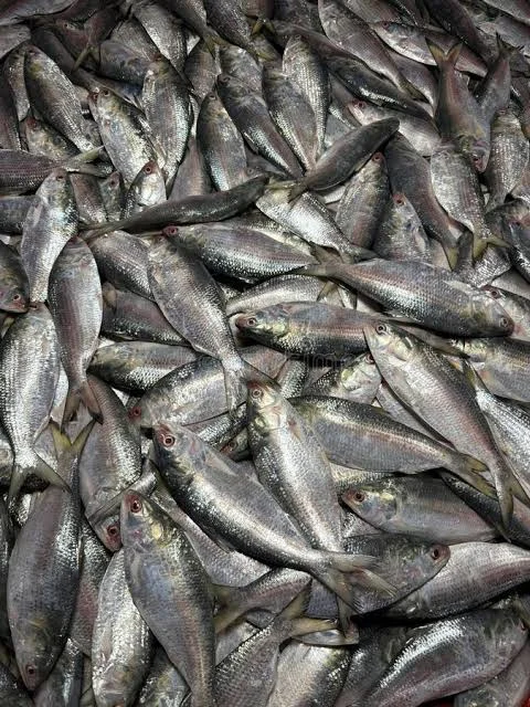 Jatrik Ilish Kacha
