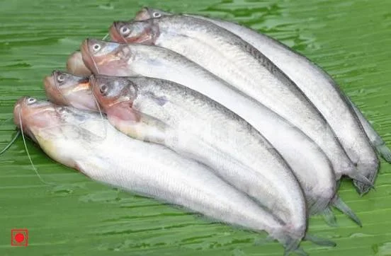 Pabda Fish