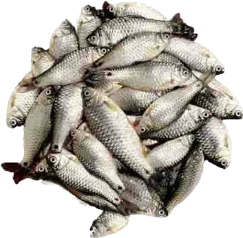 Puti Fish