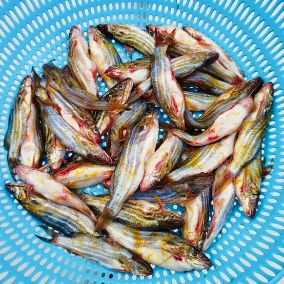 Tengra Fish