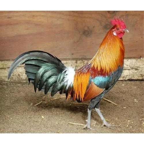 Pure Desi Chicken Full (দেশি মুরগি)
