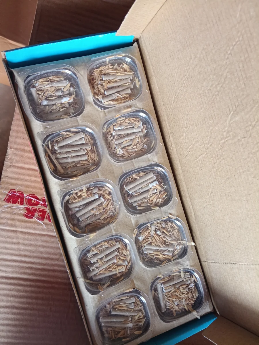 Wonders throw MRP 10 (10 pc) 2