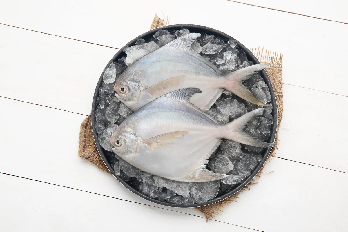 Small Pomfret
