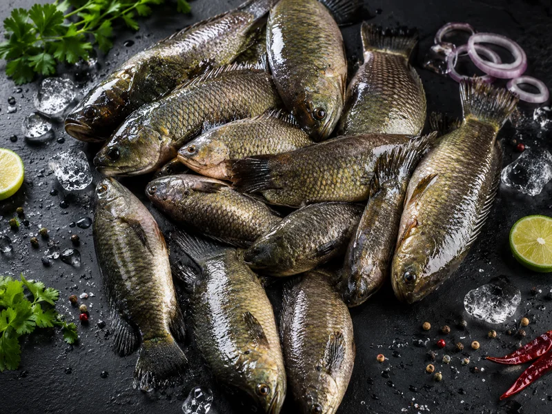 Live Koi (দেশি কই মাছ)