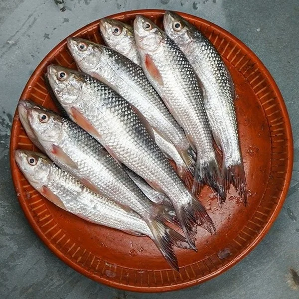 Live Bata (দেশি বাটা মাছ)